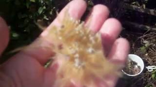 Clematis seed saving