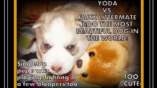 3 Week Old Singleton Husky Play Fights With Littermate Boo World's Cutest Dog by TWINPOSSIBLE House of HUSKIES 9,884 views 8 years ago 9 minutes, 56 seconds