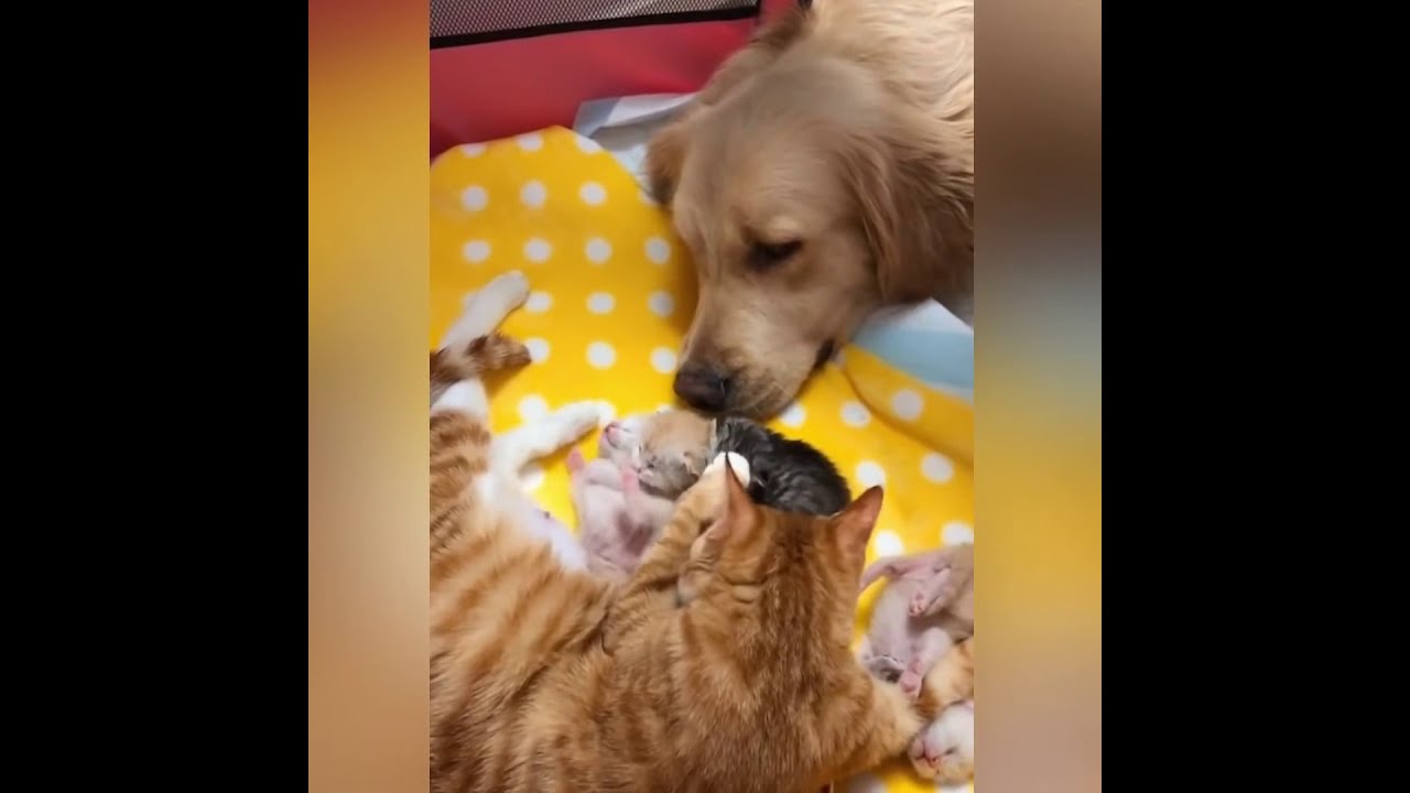 Golden Retriever l Cats l Persian cat l Kittens YouTube