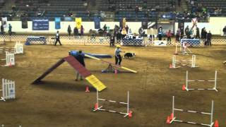 2011 AKC National Agility Championship - Matt and Bandit Rnd 1/STD