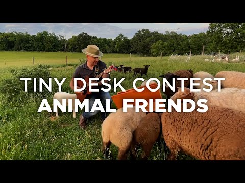 Animal Friends of the 2021 Tiny Desk Contest