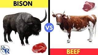👉 The Shocking Truth About Bison (Buffalo) vs Beef (Cow) - by Dr Sam Robbins