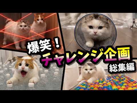 ネコ　733342 リサ・ラーソン Lisa Larson 置物 ネコ 猫 キャット ミア ミニ 95mm