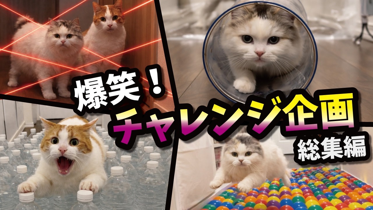 猫がちゅーるほしさに激ムズトラップにチャレンジ！大爆笑総集編ッッッ