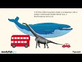 Blue whale |Amazing facts in Telugu
