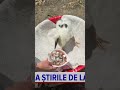 A început viața ca o mică barză salvată dintr-un cuib, iar acum este răsfățatul unei întregi familii