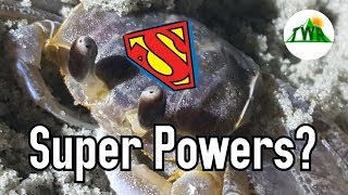 Ghost Crabs: Nature's Super-Powered Clean Up Crew