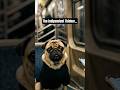 If Dogs Spoke… They’d Say This #dogpov #doglove #funnydog #doghumor #relatable #shorts #fyp