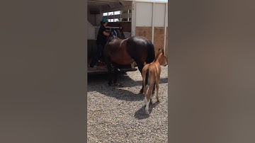 Solo Mare and Foal Trailer Loading Tutorial-Part 1
