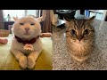 Try not to laugh  new funny cats   just cats part 14