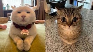 Try Not To Laugh 🤣 New Funny Cats Video 😹 - Just Cats Part 14