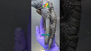 This Is Why Cassowaries Are Dangerous To Humans 