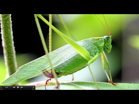 Video: How Grasshoppers Make Sounds