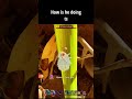 How is he doin ts #grounded #memes #grounded2 #funny #groundedfullyyoked #gaming #survivalgame