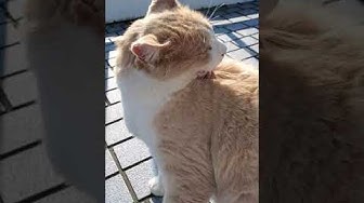 城ヶ島猫 Youtube 城ヶ島猫 Youtube