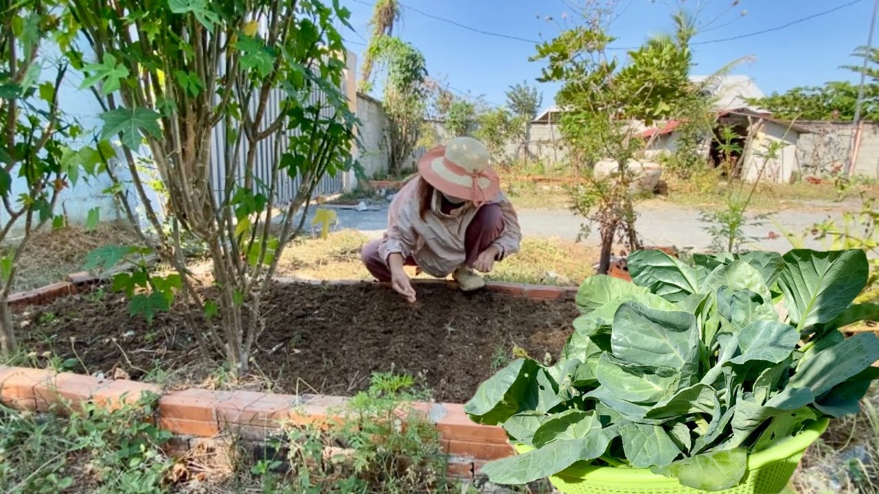 Harvest Chinese kale in garden Grow water spinach ,Bok choy  and