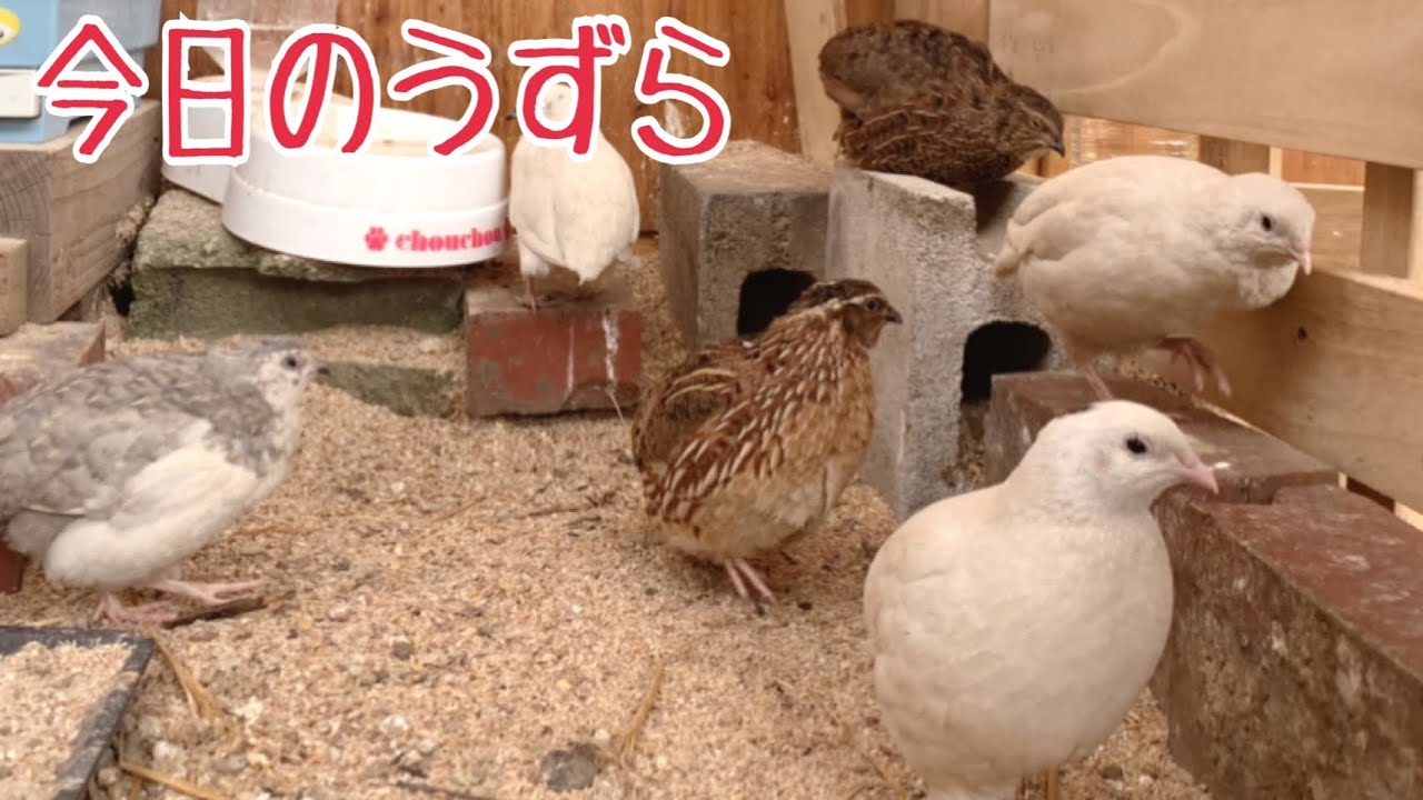 What Happened to the Quails with the Partitioned Enclosure
