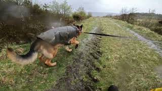 German shepherd on walk. Eros på tur. 09.05.2024.  you tubes most boring video