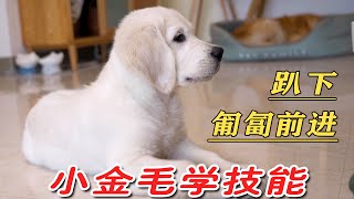The little golden retriever learns to crawl forward, but he knows it without a teacher? !