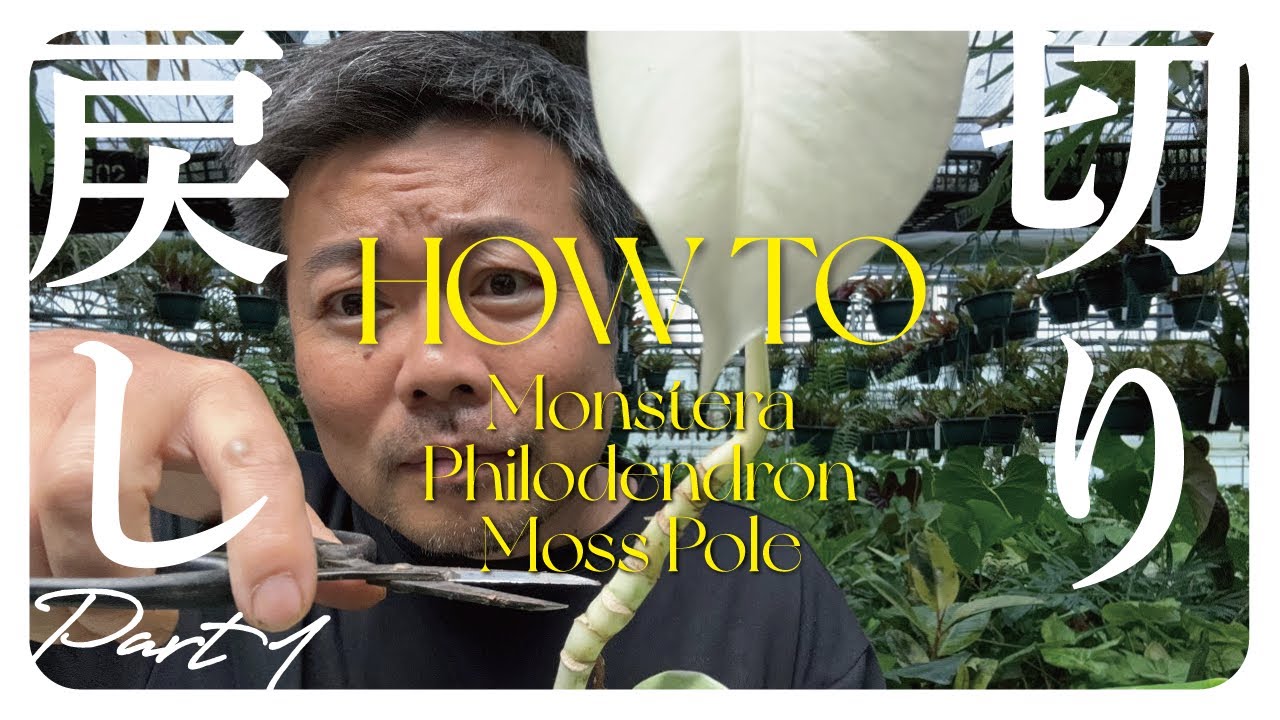 【作業動画】切り戻しについて解説①　モンステラ・フィロデンドロン・モスポール