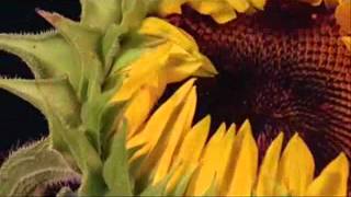 Самый Лучший Клип к 8 марта.wmv Самый Лучший Клип к 8 марта.wmv