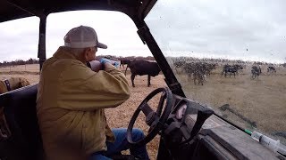 Chasing a Heifer trying to Pull Her Calf & Heifer Checking