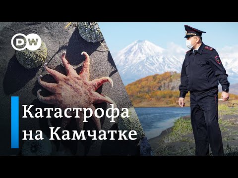 Экологическая катастрофа на Камчатке - какими могут быть последствия?