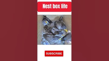 #shorts #short #shortvideo #shortsvideo #wildlife #nature #nest #myna #birds #nestboxlife