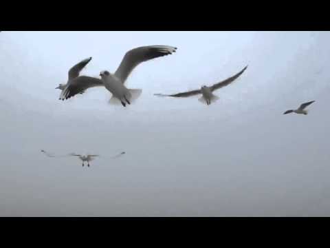 Seagulls Attack Beach | Funny Videos 2015