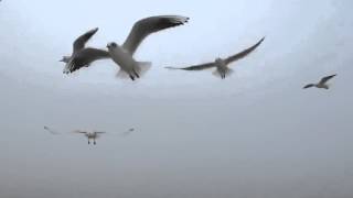 Seagulls Attack Beach | Funny Videos 2015