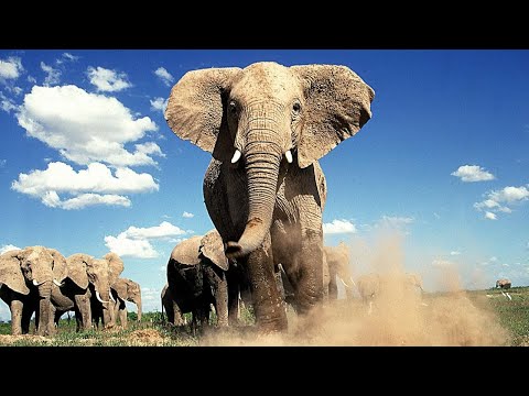 Videó: Mi A Különbség Az Indiai Elefánt és Az Afrikai Között