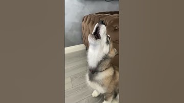 Thumbnail of Wolf dog puppy howling