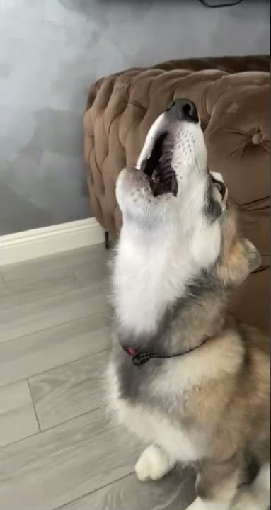 Wolf dog puppy howling