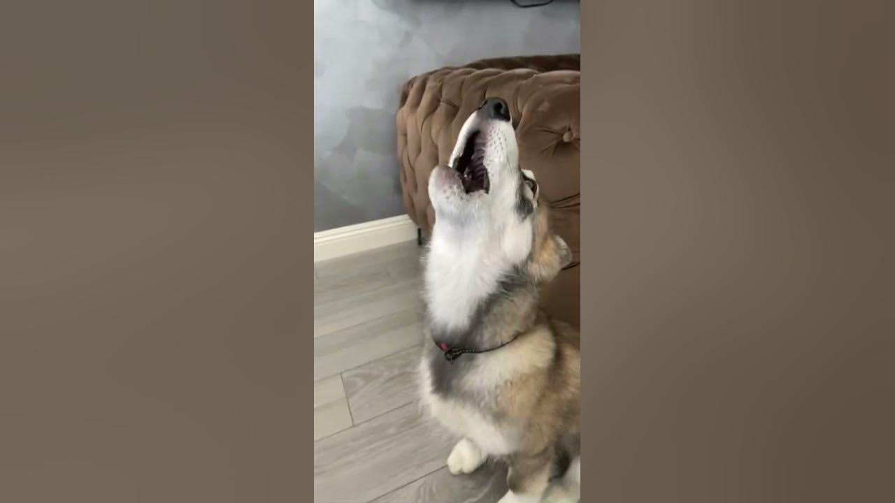 Wolf dog puppy howling