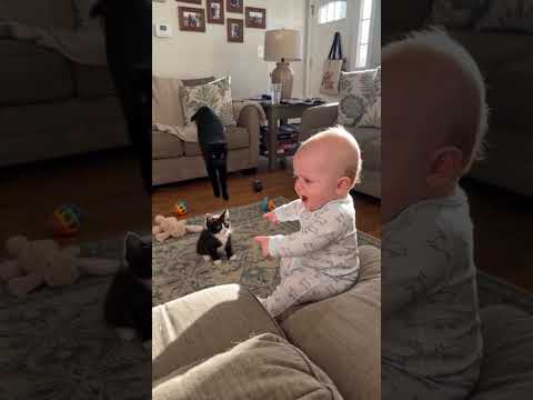 The big cat teaches the mischievous kitten #cat#baby#warm thumbnail