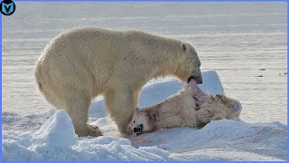 5 Unbelievable Polar Bear Attacks Caught On Camera