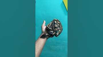 Did My Ball Python Just Change The Color!!? LMAO 🤔 😬 #snake #ballpython #python # #clownballpython