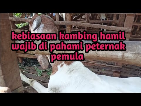 Video: Kenapa lembu buang tortilla dan kambing dengan kacang? Soalannya kelakar, tetapi jawapannya serius