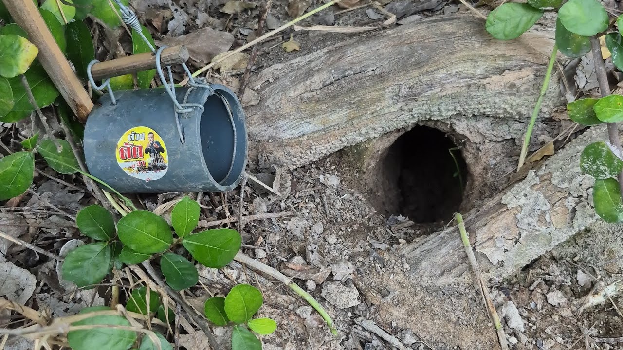 รูยังกับถ้ำ ดักหนูนาหน้าฝน เจอเกาะหนู รูสวยๆ 