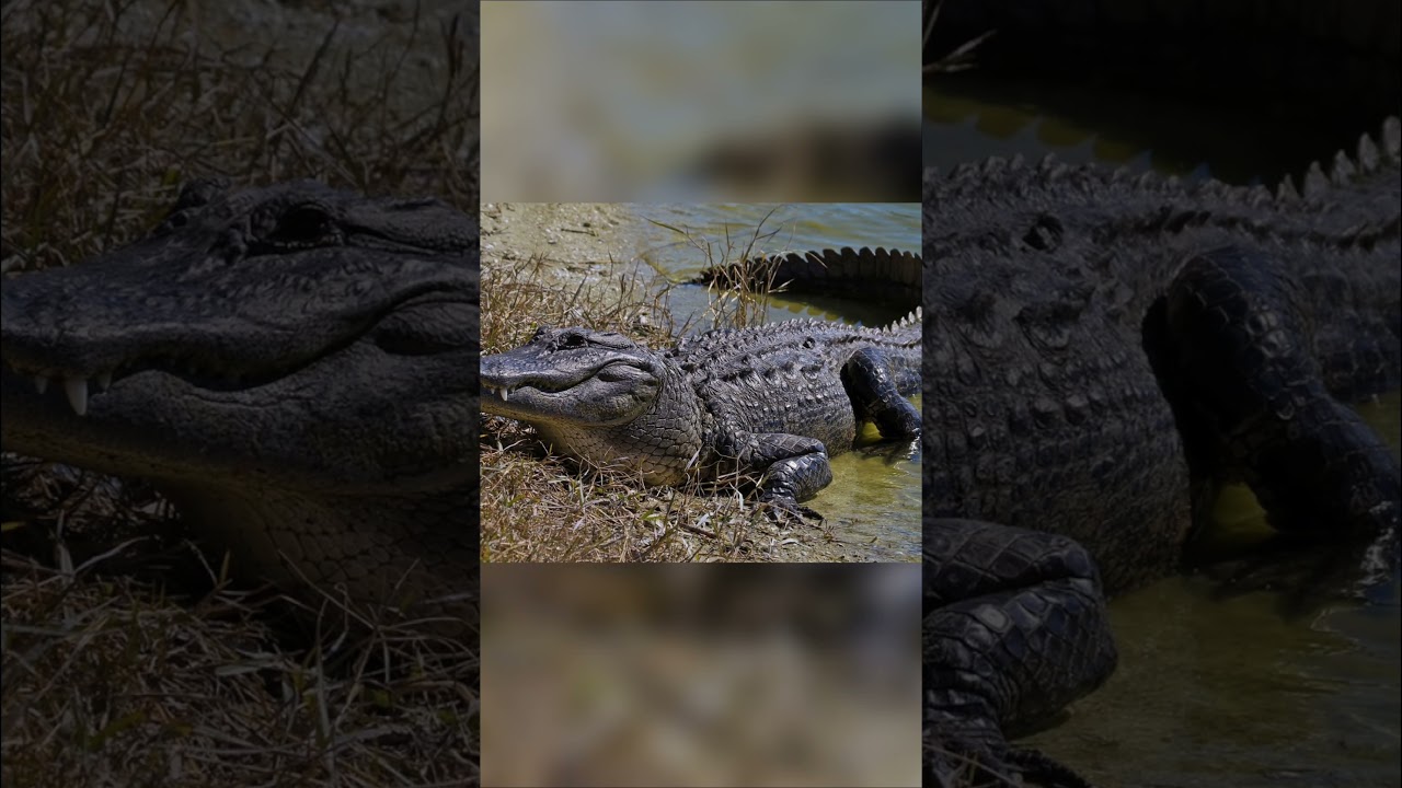 Крокодилы на Руси