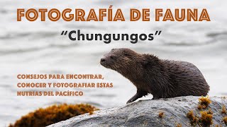 Fotografía de Fauna - Consejos para fotografiar nutrias / Chungungos