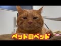 きんた様のナイトルーティン