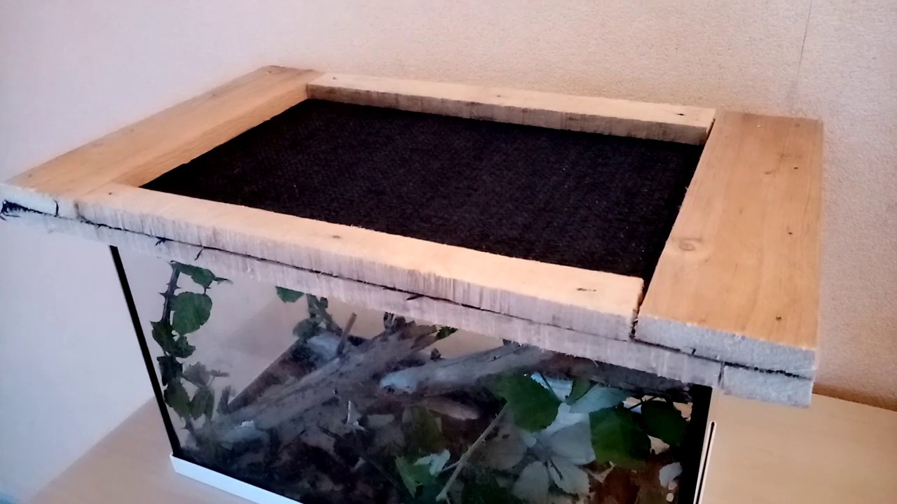 Terrarium phasme bâton, nettoyage complet - La vie des phasmes