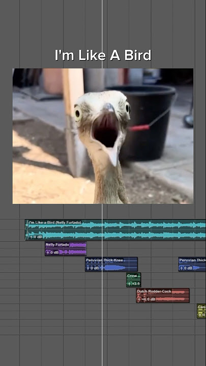 I’m Like A Bird (featuring birds)