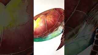 Loggerhead sea turtle #traditionalart #watercolorart #sketchdrawing #drawing #oceanart #watercolor