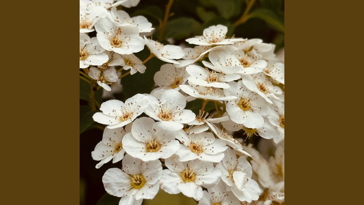 spiraea adlı videoyu YouTube'da izle spiraea adlı videoyu YouTube'da izle