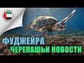 путевые НЕ заметки | О.А.Э. Черепашьи новости