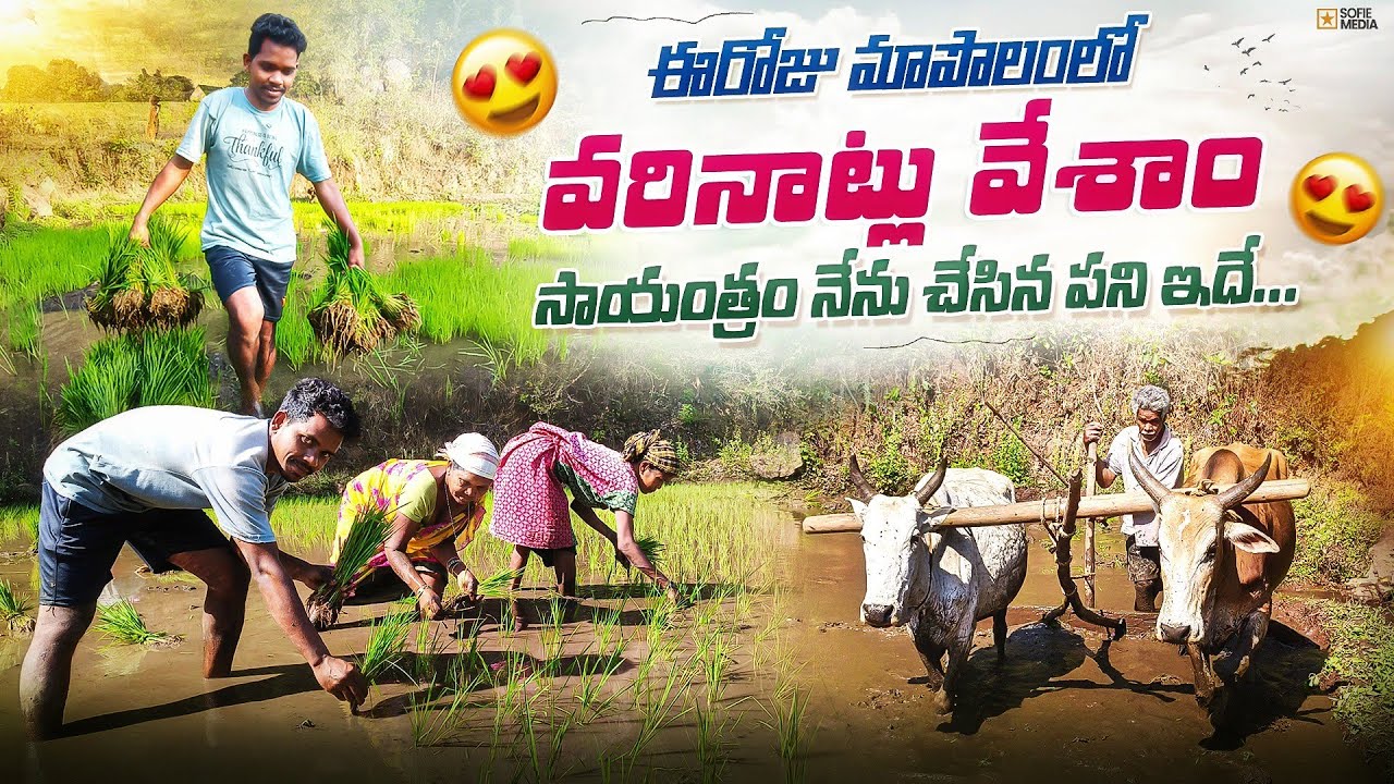 వరి ఆకు ఉండికూడా లేకుండా చేశారు😔 | పొలం సగం వరకు ఉండిపోయింది | Araku Tribal Vlogs ❤️