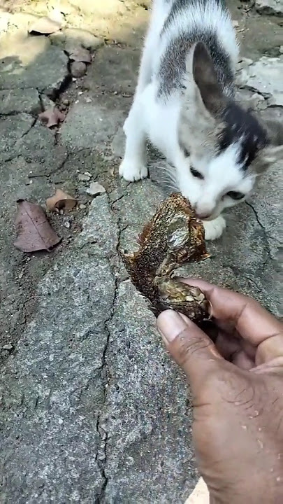 menyantuni kucing liar 215 #kucinglucu #kucing #sayangkucing #simeong #shortsviral