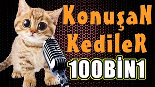 Komik Kedi Videoları   Konuşan Kediler Efsanesi 100 Bin 1 ( 100.001 )